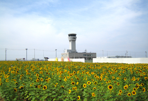 7月11日のひまわり畑