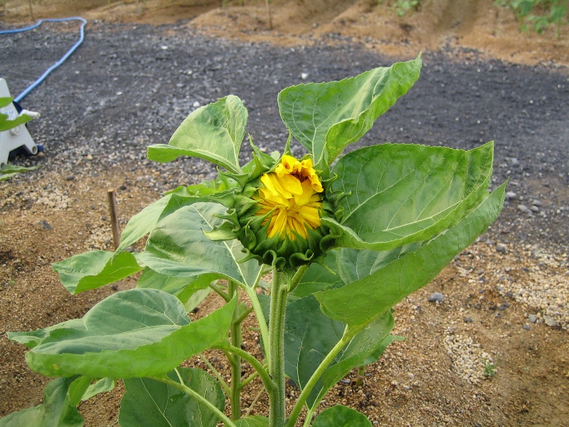 20090613
